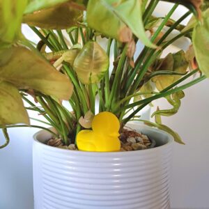 Rubber Duck